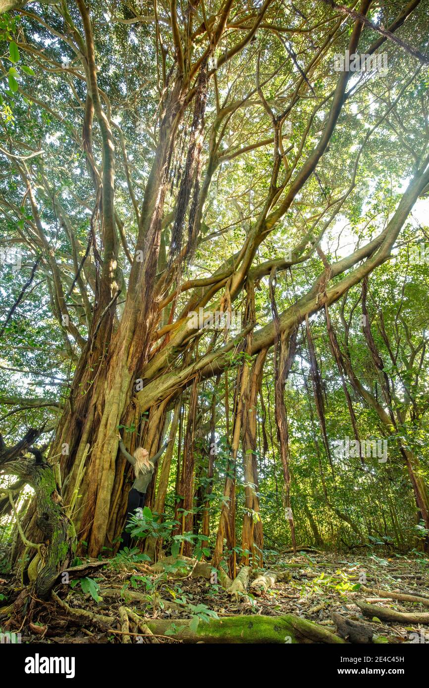 Eine Frau (MR) steht neben einem banyan Baum in einem tropischen Dschungel auf der Insel Maui, Hawaii. Stockfoto