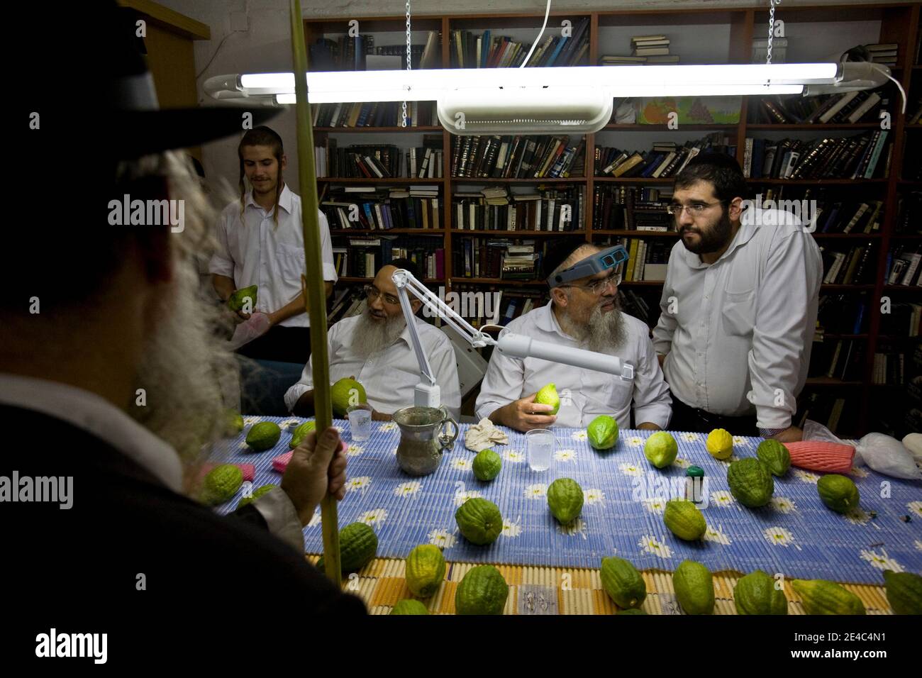 Ultra-orthodoxe jüdische Männer inspizieren Zitronen, oder Etrog in Hebräisch, eine der vier Arten, die während der Feier von Sukkot, das Fest der Tabernakel, in der Ultra-orthodoxen Mea Shearim Nachbarschaft von Jerusalem am 29. September 2009 verwendet werden. Neben dem "etrog" sind die drei anderen Arten die "hadass" (Myrte), "Aravah" (Weide) und "Lulav" (Dattelpalmfond), die alle in einem winkenden Ritual während Sukkot oder dem Laubhüttenfest verwendet werden. Der siebentägige Feiertag von Sukkot erinnert an die 40 Jahre, in denen die alten Israeliten die Wüste wanderten, die in Hütten nach dem Exodu lebten Stockfoto