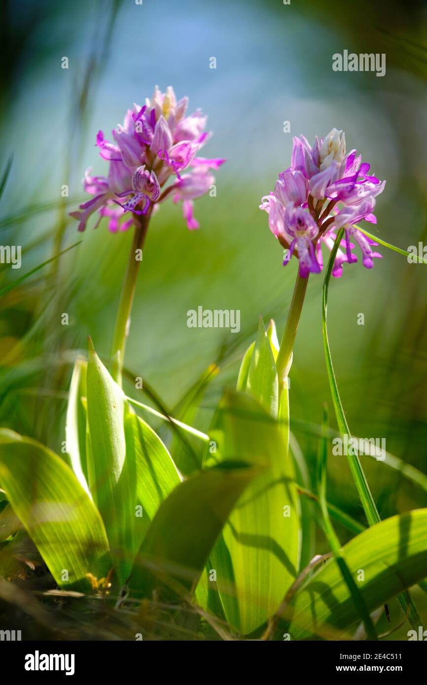 Helmorchidee, Orchis militaris, Helmorchidee Stockfoto