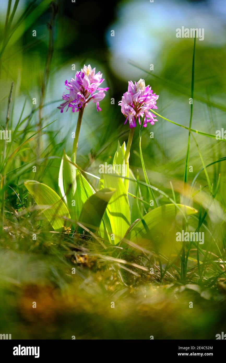 Helmorchidee, Orchis militaris, Helmorchidee Stockfoto