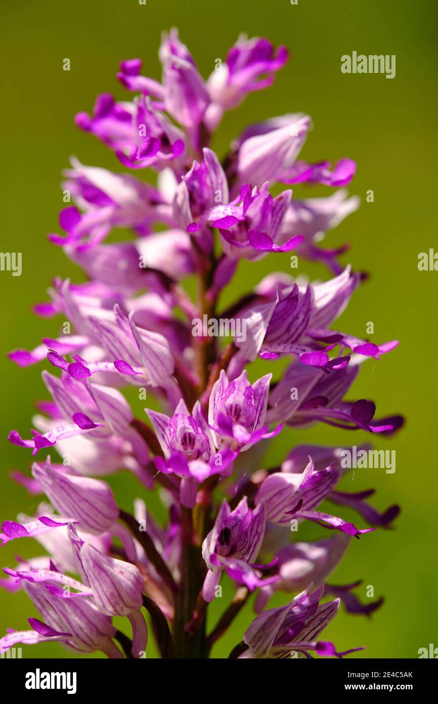 Helmorchidee, Orchis militaris, Helmorchidee Stockfoto