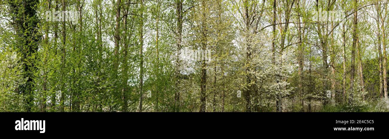 Bäume im Wald, Nordschwarzwald, Horb am Neckar, Baden-Württemberg, Deutschland Stockfoto