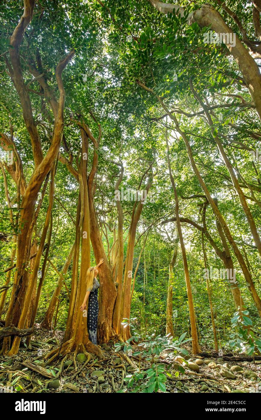 Eine Frau (MR) zwischen Bäumen in einem tropischen Dschungel auf der Insel Maui, Hawaii. Stockfoto