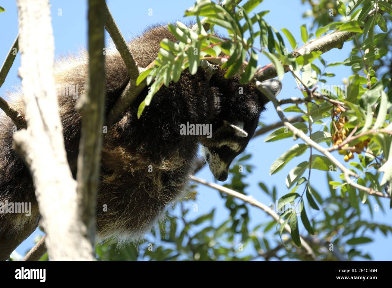 Waschbär, nordamerikanischer Waschbär, Procyon lotor Stockfoto