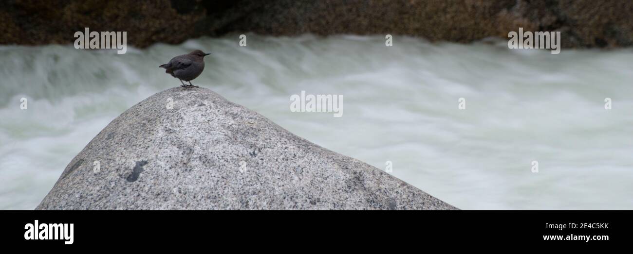 Dipper Vogel auf Felsen am Fluss, Kalifornien, USA Stockfoto