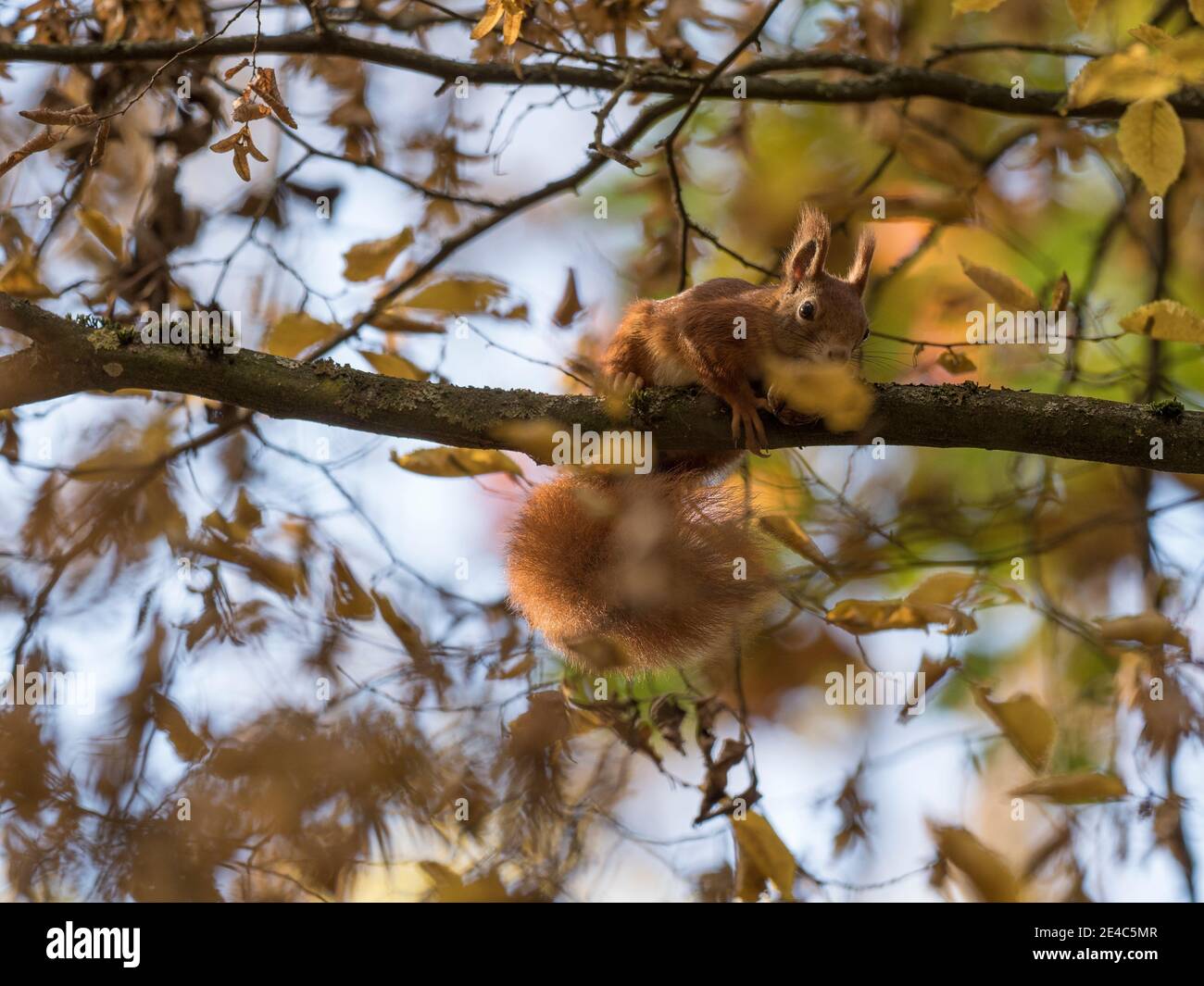 Eurasische eichhörnchen Fotos und Bildmaterial in hoher Auflösung Alamy