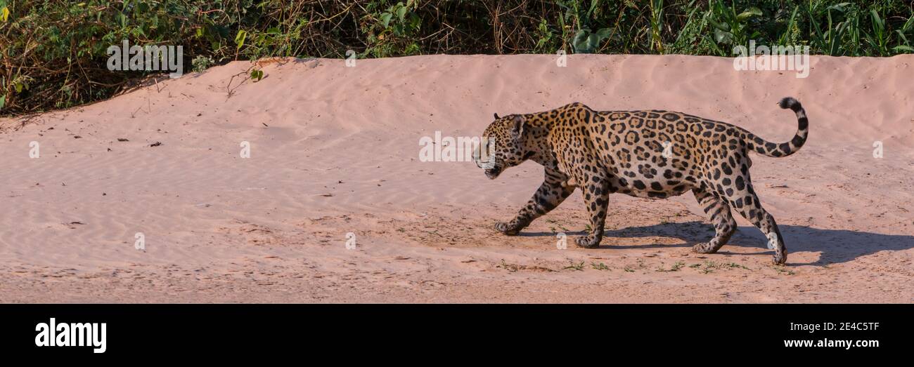 Jaguar (Panthera onca) Wandern in einem Wald am Flussufer, Cuiaba River, Pantanal Matogrossense National Park, Pantanal Wetlands, Brasilien Stockfoto