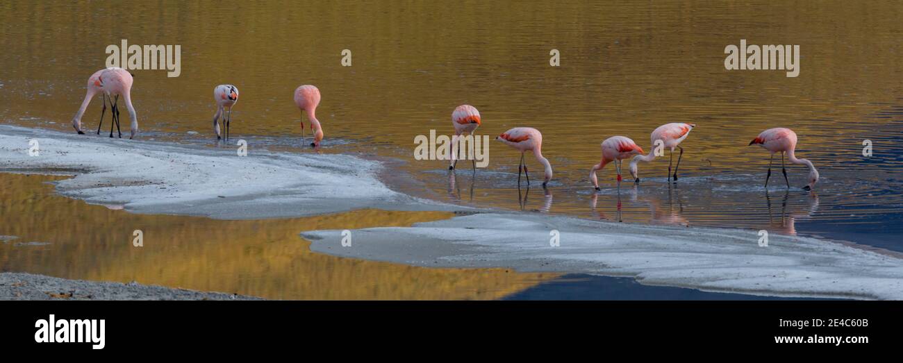 Flamingos in einem See, Torres Del Paine Nationalpark, Argentinien Stockfoto