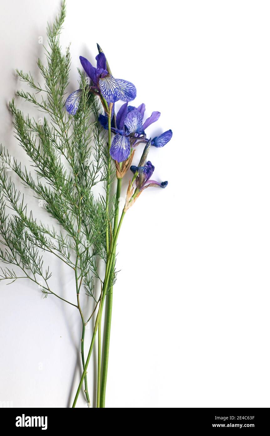 Bouquet von wilden lila Iris Blumen auf einem weißen Papier Hintergrund Stockfoto