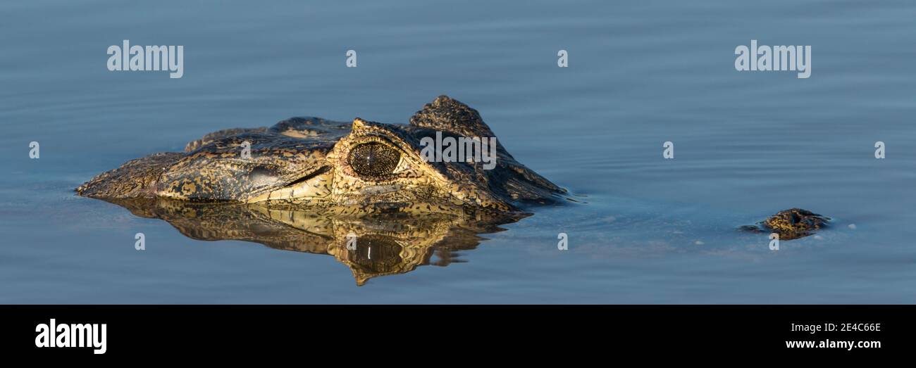 Nahaufnahme von Yacare caimans (Caiman yacare) im Fluss, Pantanal Wetlands, Brasilien Stockfoto