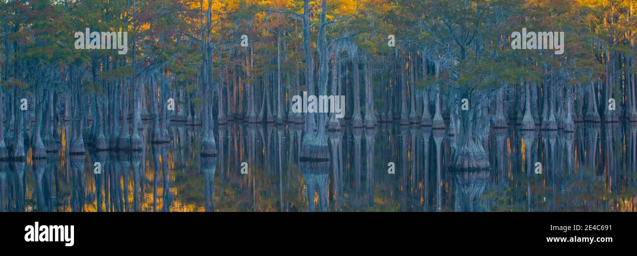 Bald Zypressen in einem Wald, George L. Smith State Park, Georgia, USA Stockfoto