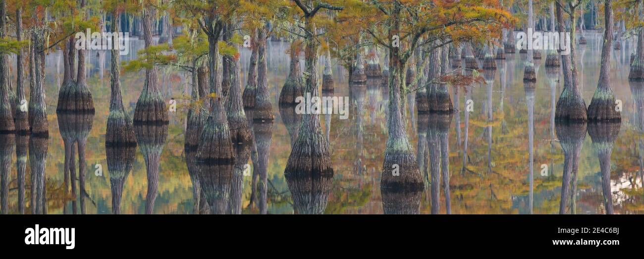 Bald Zypressen in einem Wald, George L. Smith State Park, Georgia, USA Stockfoto