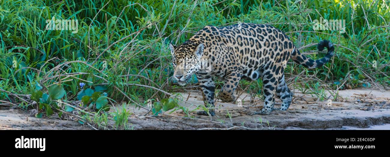 Jaguar (Panthera onca) Wandern in einem Wald am Flussufer, Cuiaba River, Pantanal Matogrossense National Park, Pantanal Wetlands, Brasilien Stockfoto