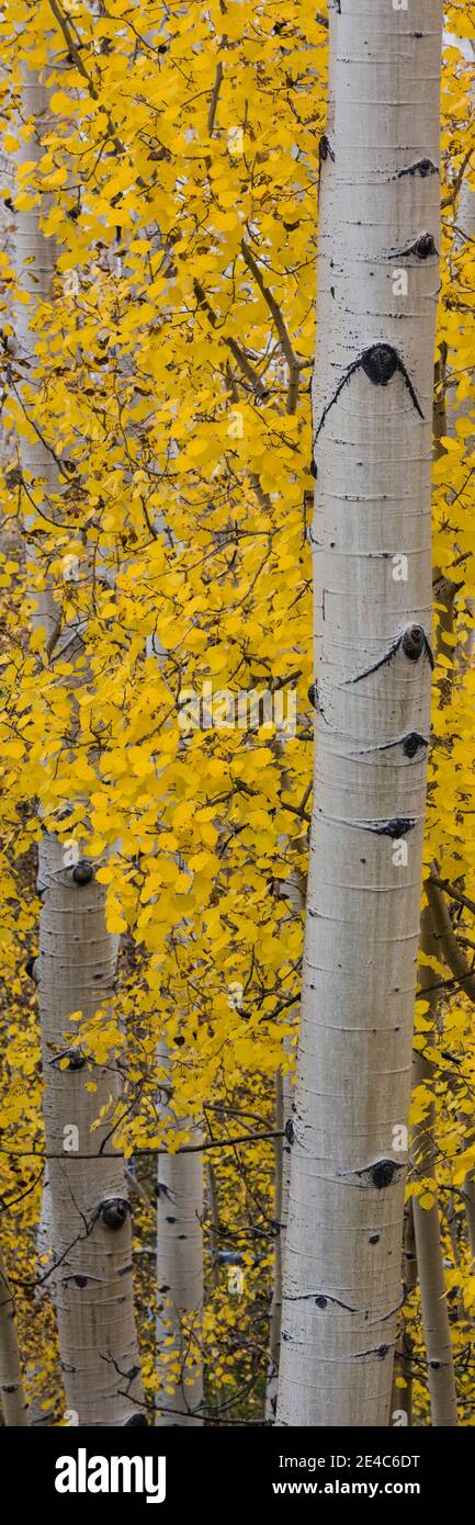 Quakender Aspen (Populus tremuloides) Baum, Boulder Mountain, Dixie National Forest, Utah, USA Stockfoto