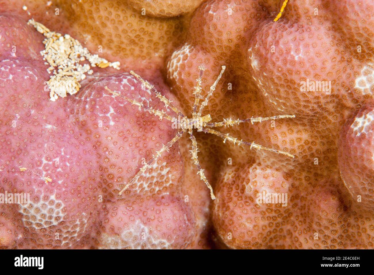 Eine bunte Pyncnogonid, auch bekannt als eine Seespinne, Fidschi. Diese sind in Ozeanen auf der ganzen Welt zu finden. Es gibt über 1,300 bekannte Arten. Stockfoto