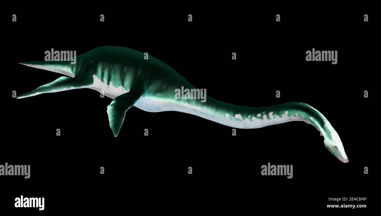 Kunstwerk eines plesiosaurus. Dieses ausgestorbene Tier verleiht ihm einen Namen für eine ganze Ordnung von Tieren, die kollektiv Plesiosaurier genannt werden. Sie waren Marine repti Stockfoto