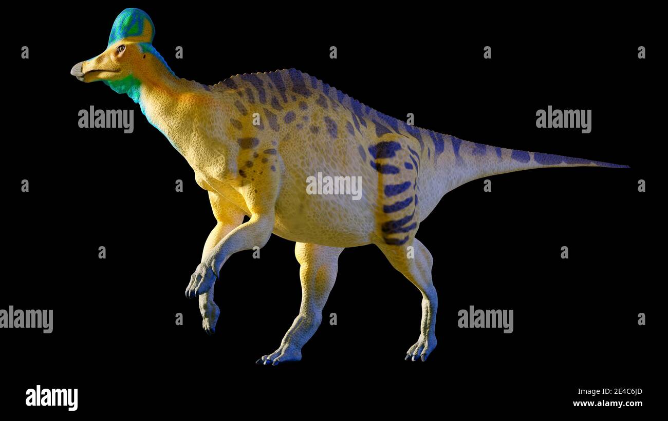Corythosaurus Ist Eine Gattung Von Hadrosaurus Dh Duck Billed Dinosaurier Planeten Esser Die In Dem Was Jetzt Nordamerika Gegen Ende Der Lebte Stockfotografie Alamy