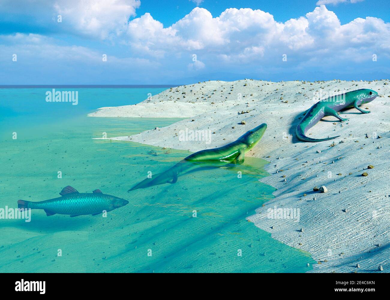 Tetrapoden Evolution, Illustration. Tetrapoden sind vierlimbed Tiere