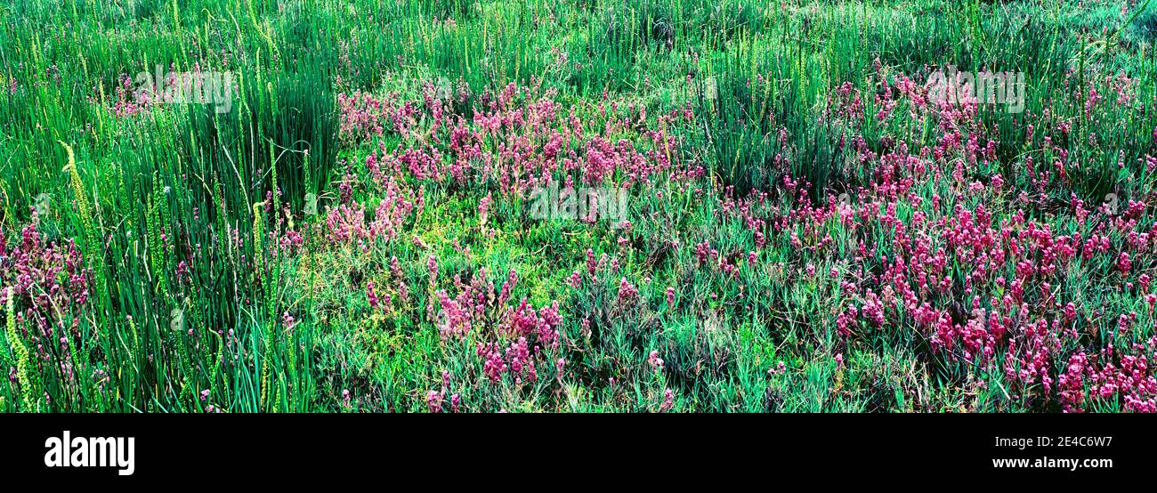 Purpurkauzklee (Castilleja exserta) blüht auf einem Feld, Arcata Abwasserbehandlungsanlage und Wildlife Sanctuary, Arcata, Kalifornien, USA Stockfoto