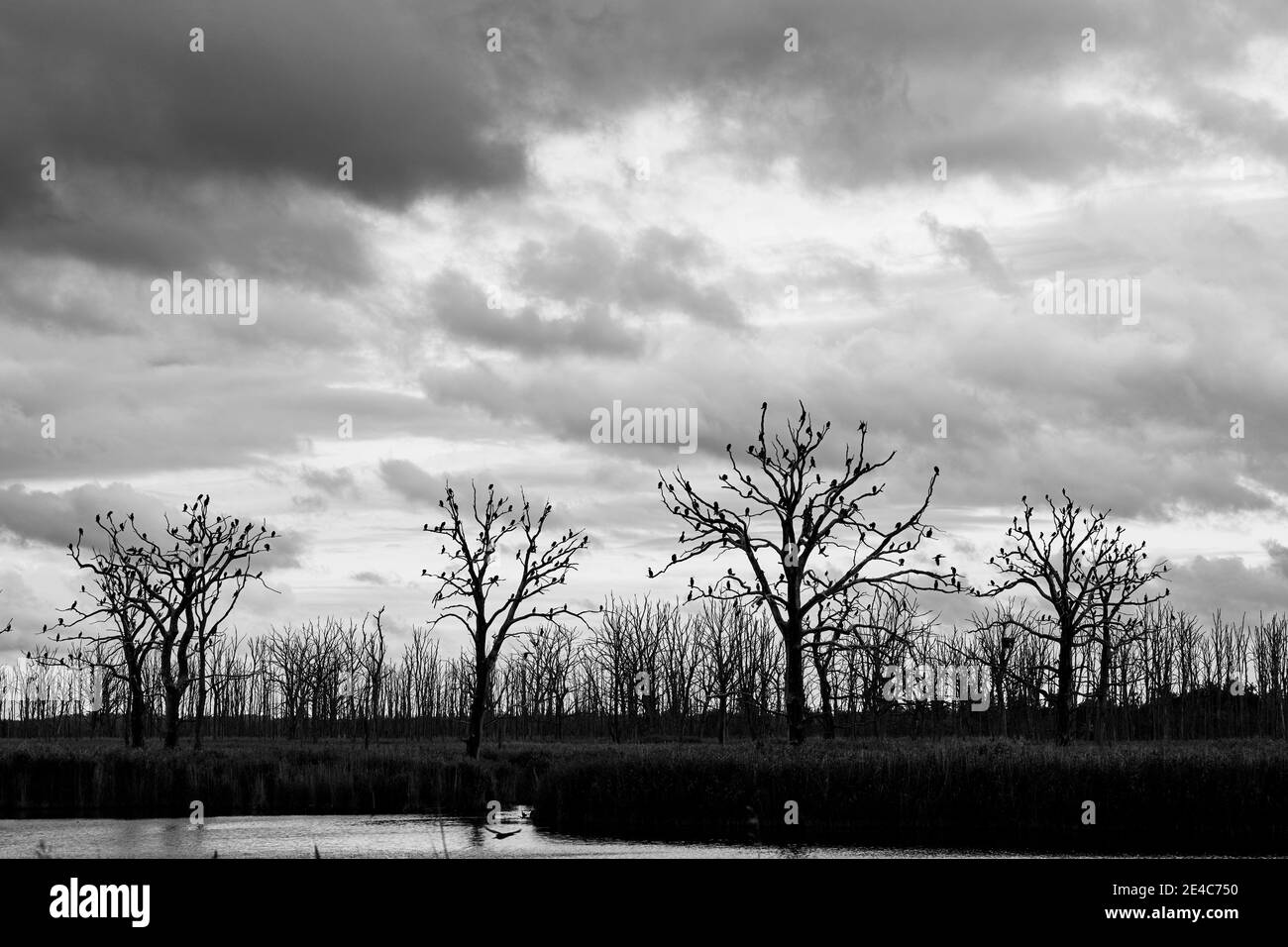 Deutschland, Mecklenburg-Vorpommern, Anklamer Stadtbruch, Kormoran-Kolonie Stockfoto