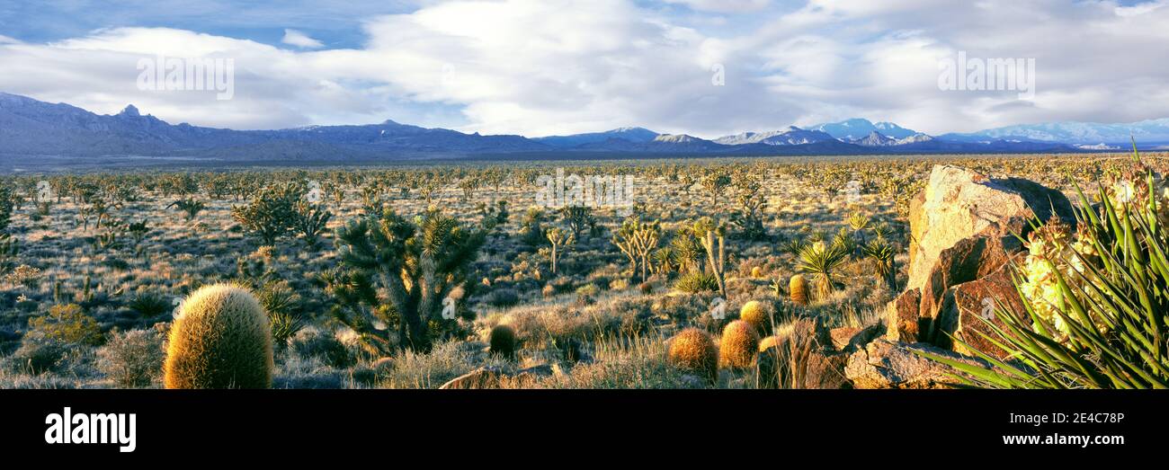 Felsformationen auf einer Landschaft, Mojave National Preserve, San Bernardino County, Kalifornien, USA Stockfoto