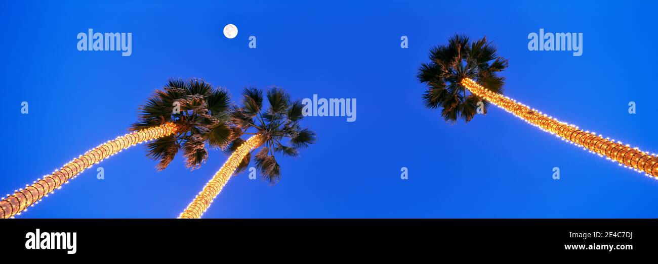Palmen mit weißen Lichtern gewickelt blicken nach oben in Richtung Vollmond, Pacific Beach, San Diego, San Diego County, Kalifornien, USA Stockfoto