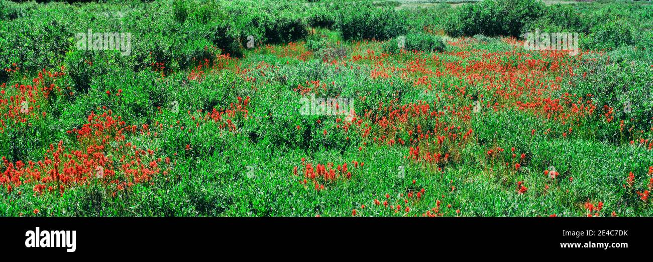 Erhöhte Ansicht der indischen Paintbrush Blumen, Grand Teton National Park, Wyoming, USA Stockfoto