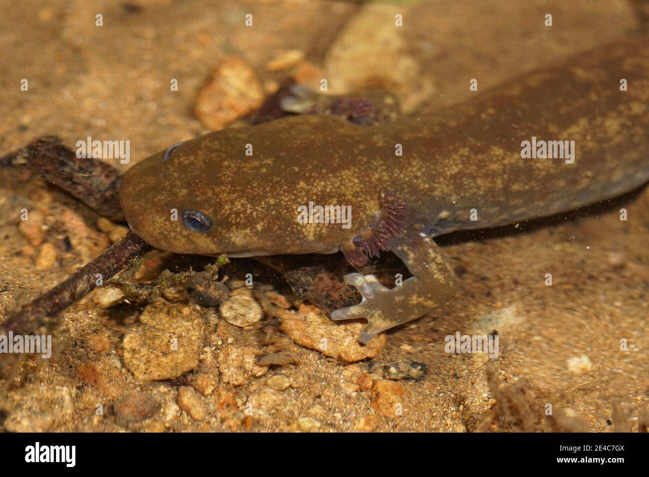 Nahaufnahme des riesigen Salamanders eines jungen Copes, Dicamptodon copei Stockfoto