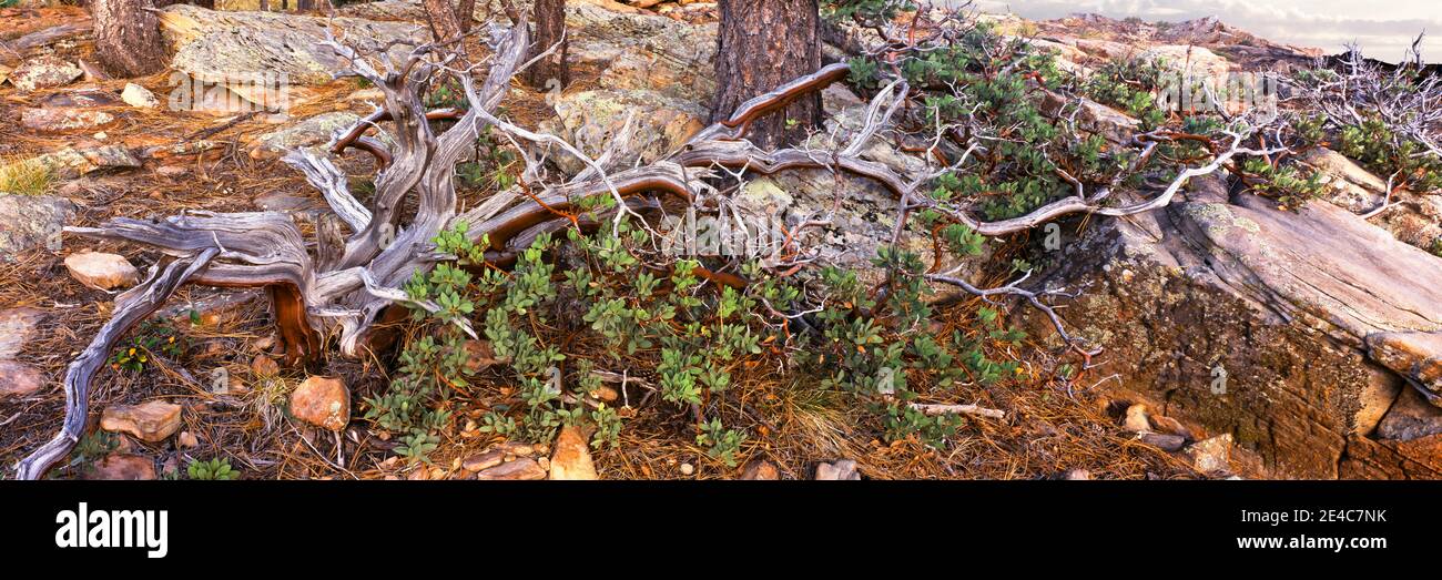 Manzanita lebt am Mogollon Rim, Coconino National Forest, Arizona, USA Stockfoto