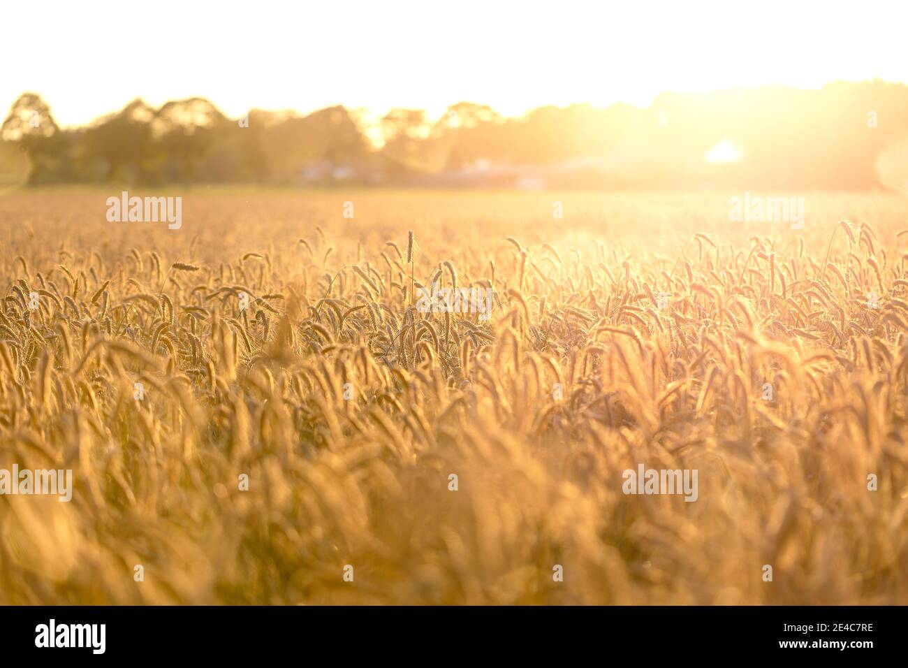 Ein Getreidefeld an einem sonnigen Tag in Ostfrisien, lokally genannt Ostfriesland Stockfoto