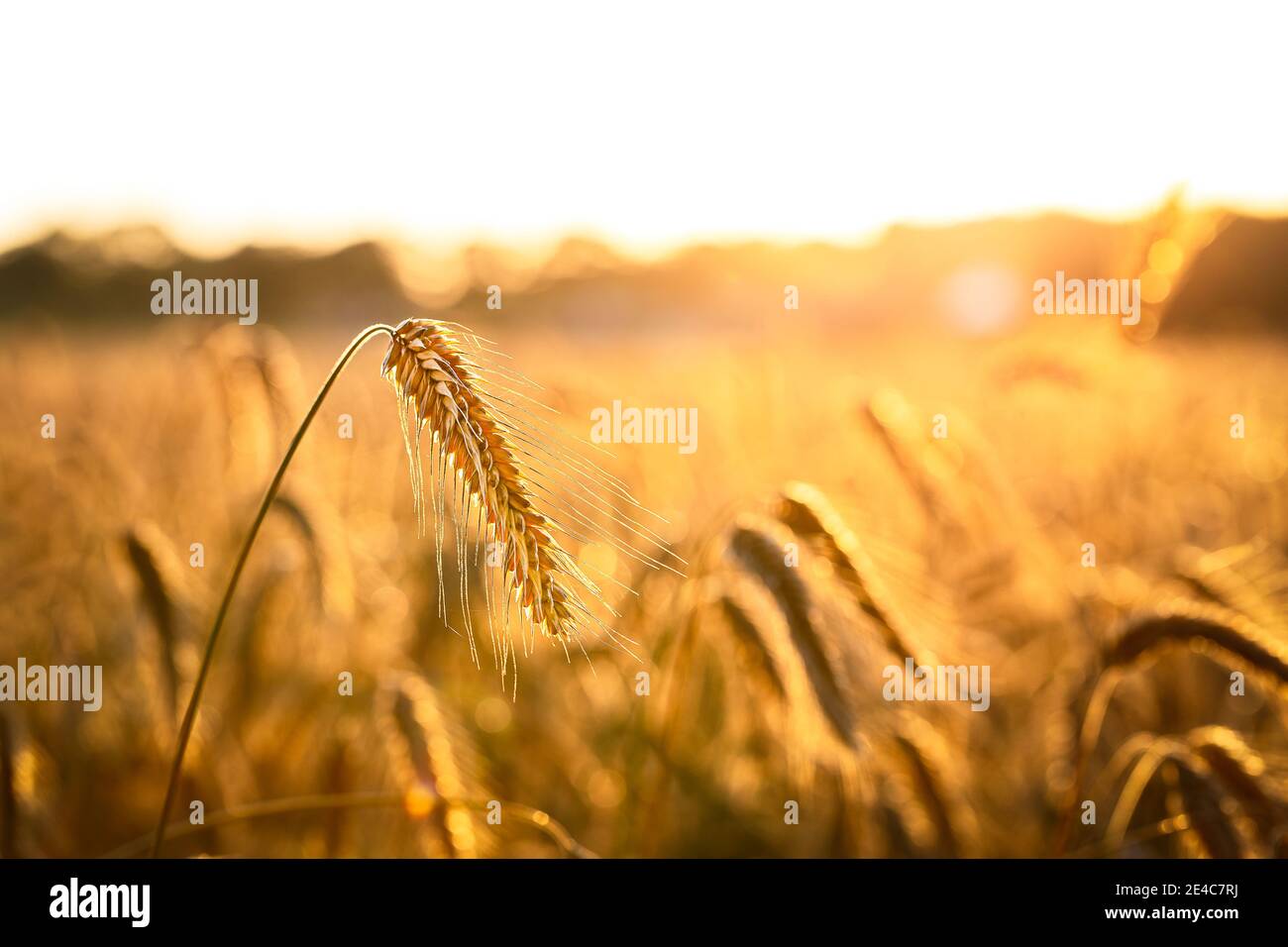 Ein Getreidefeld an einem sonnigen Tag in Ostfrisien, lokally genannt Ostfriesland Stockfoto