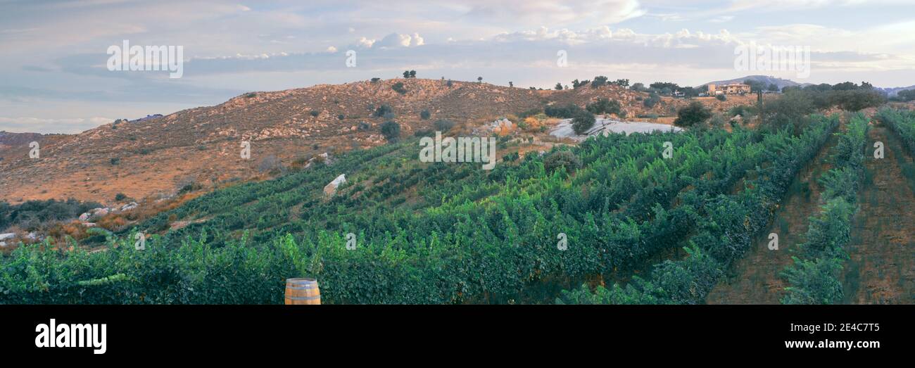 Erhöhte Ansicht der Weinberge bei Sonnenaufgang, Milagro Farm Weinberge und Weingut, Ramona, San Diego County, Kalifornien, USA Stockfoto