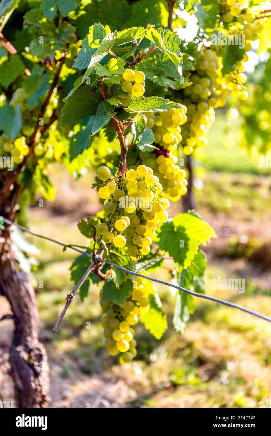 Ein Weinberg in der Nähe des Dorfes Temmels in Rheinpfalz an einem sonnigen Sommertag. Stockfoto