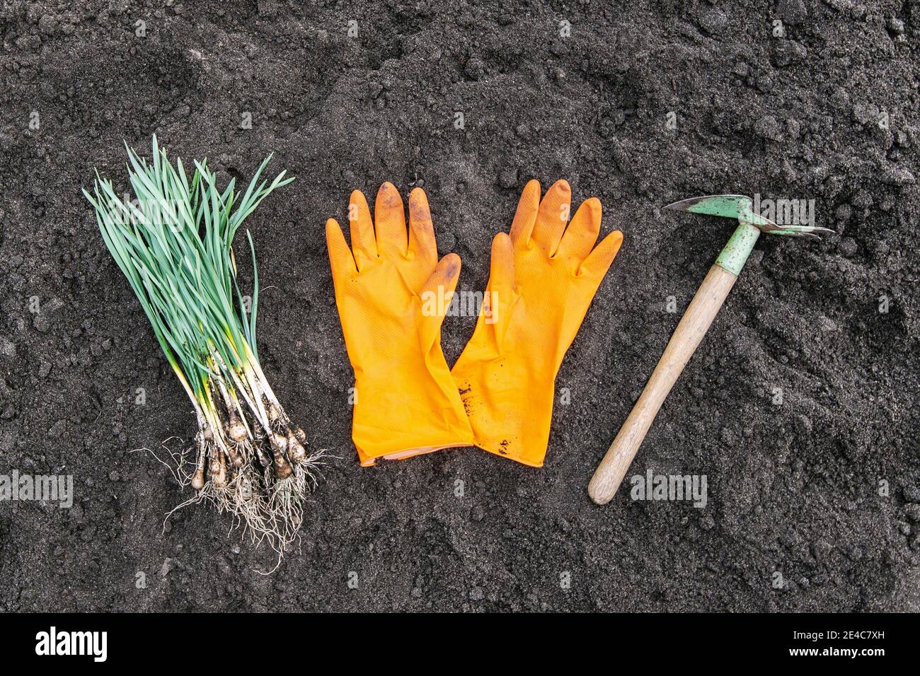 Gartenaktivitäten im Frühling. Garden Flat Lay aus Narzissen, Schutzhandschuhen und Gartenwerkzeugen auf schwarzem Boden. Stockfoto