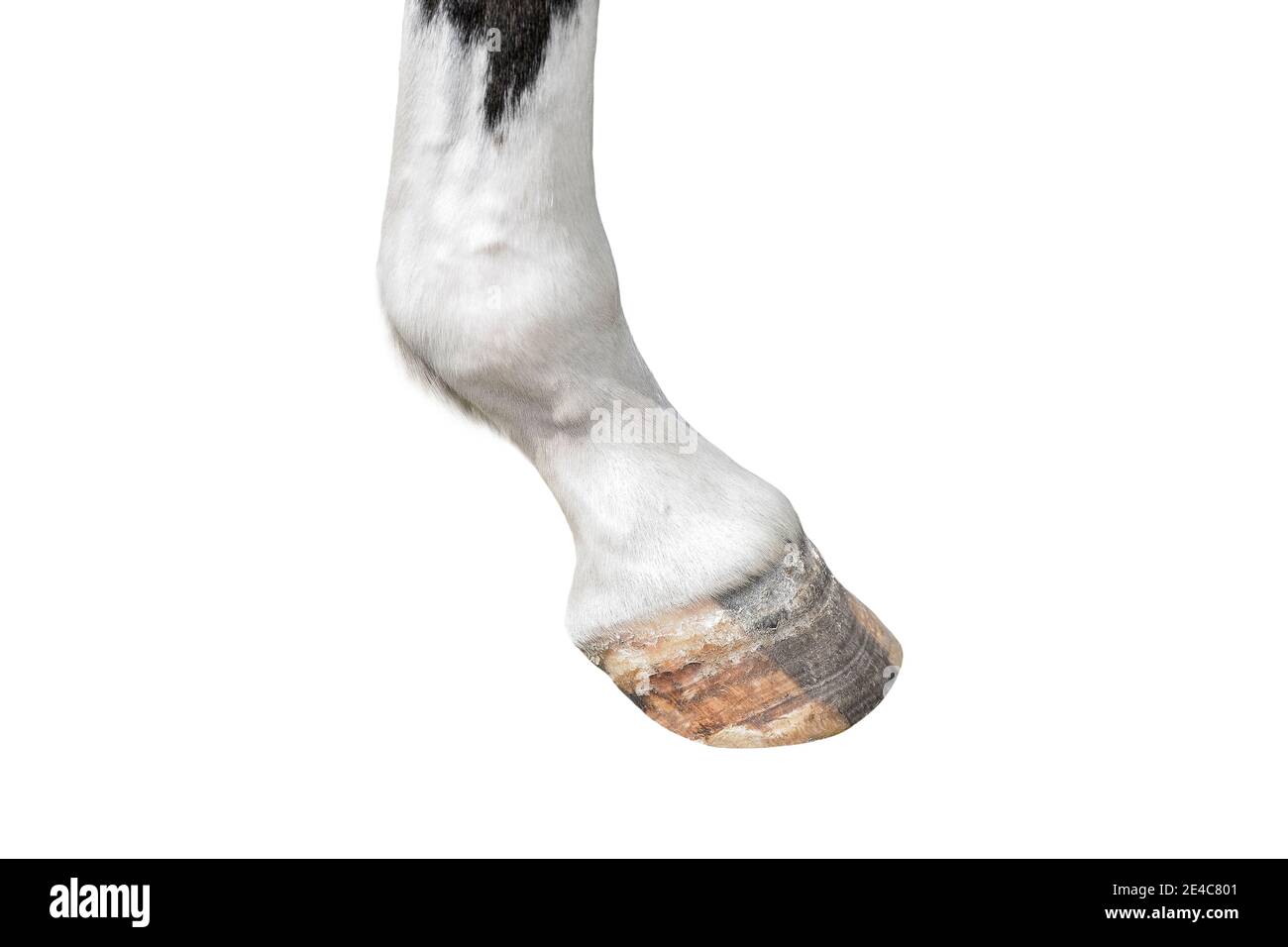 Pferdehufe aus der Nähe. Bauernhof Tier Huftiere isoliert auf weiß. Stockfoto