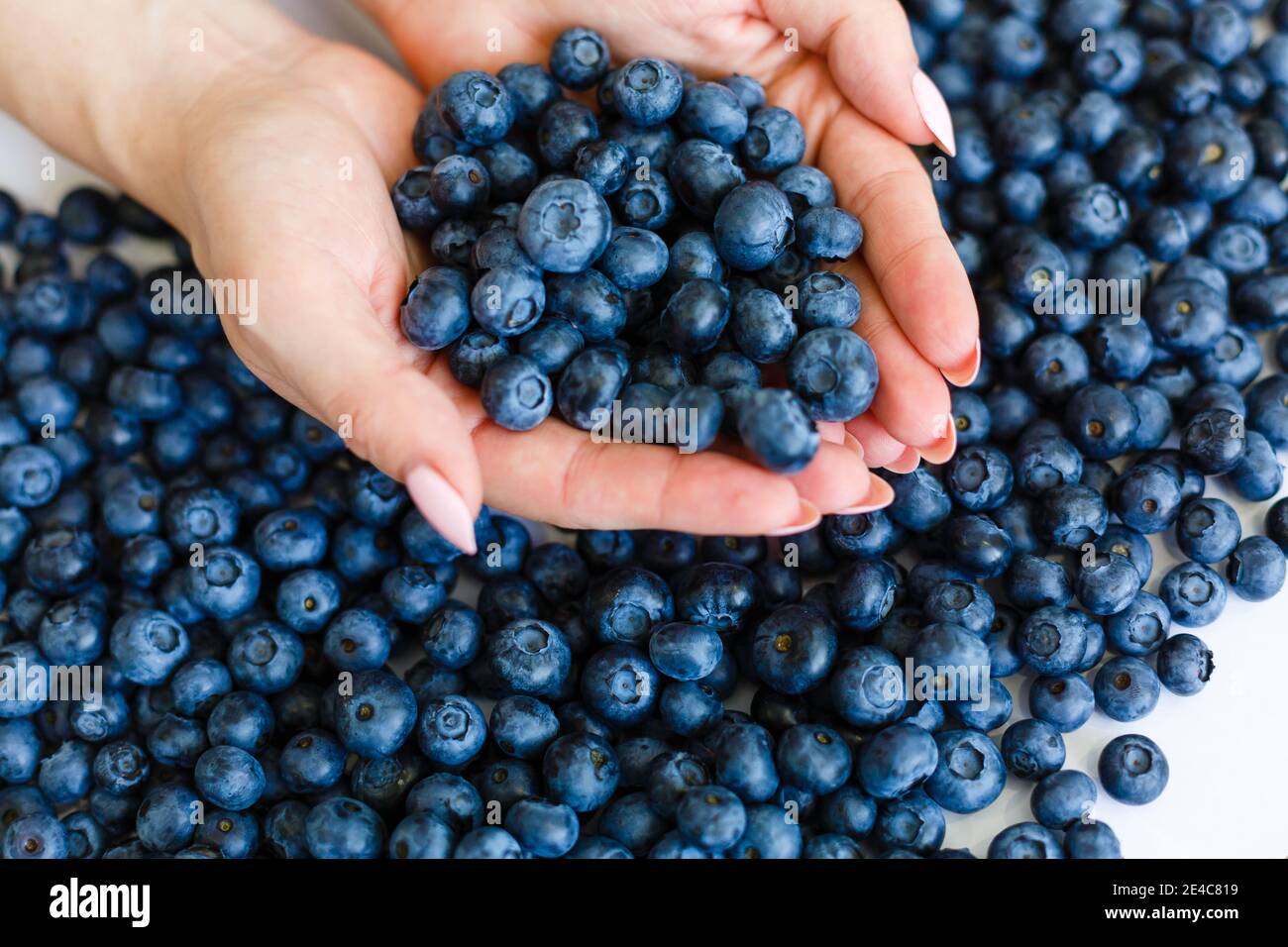 Die Oberfläche ist mit einer dicken Schicht von Heidelbeeren bedeckt, Moorernte. Natürlicher Hintergrund. Stockfoto