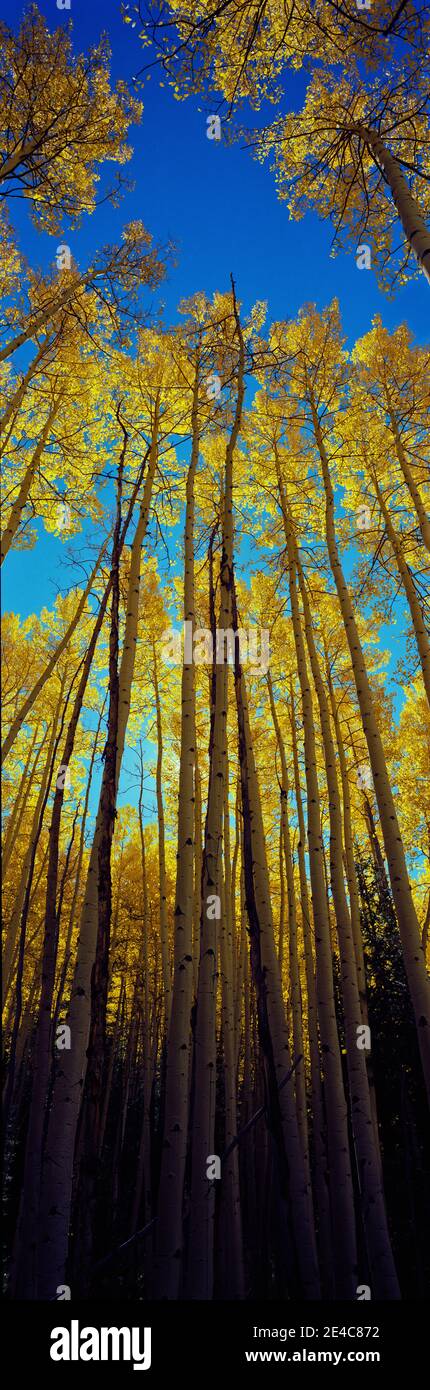 Low-Angle-Ansicht von Aspen Trees, Colorado, USA Stockfoto