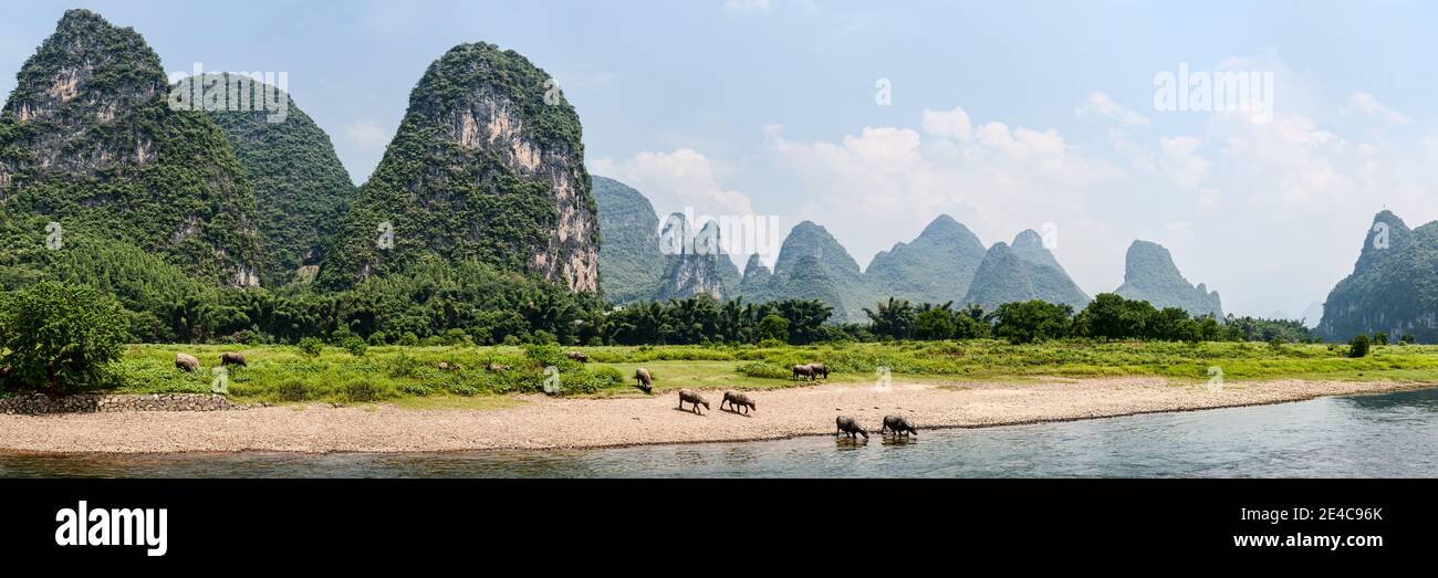 Wasserbüffel (Bubalus bubalis) in einem Fluss, Fluss Li, Guilin, Guangxi Zhuang Autonome Region, China Stockfoto
