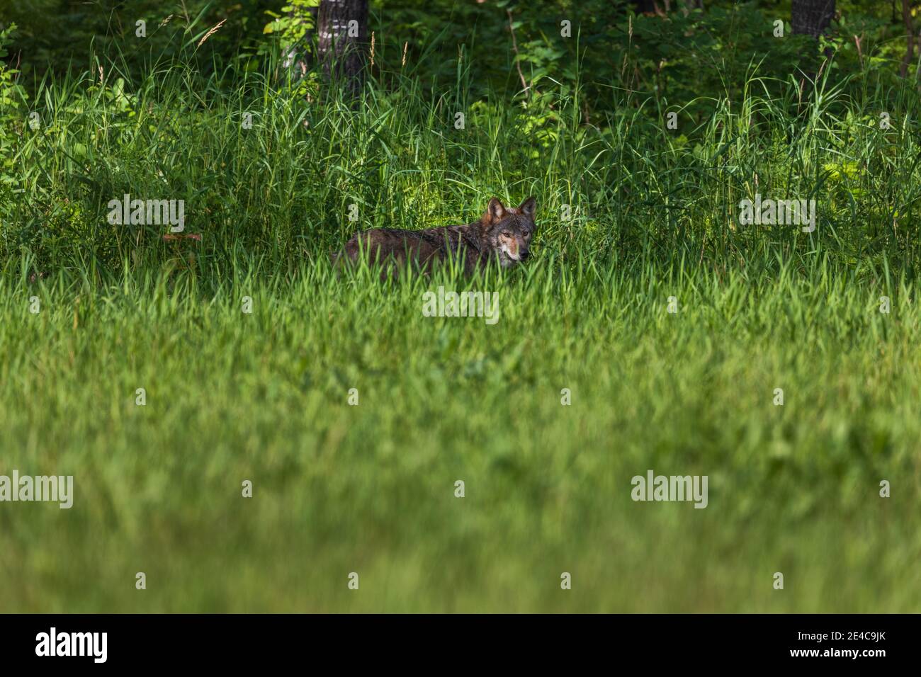 Grauer Wolf im Norden Wisconsin. Stockfoto