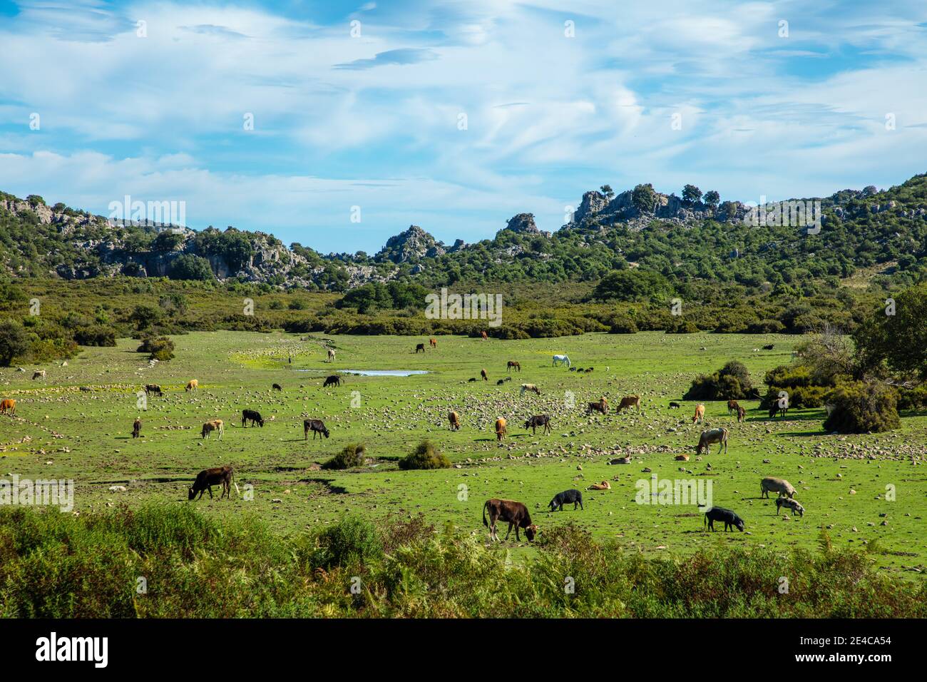 Italien, Sardinien. Eine Lichtung mit Wildtieren wie Schweinen, Rindern, Pferden. Diese Alm liegt in den Bergen des Naturparks Parco del Golfo di Orosei e del Gennargentu. Stockfoto