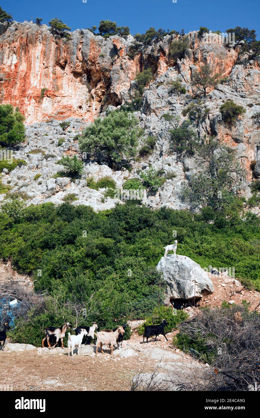 Ziegenherde im Maquis mit einer Wache auf dem Felsbrocken, Mittelgriechenland Stockfoto