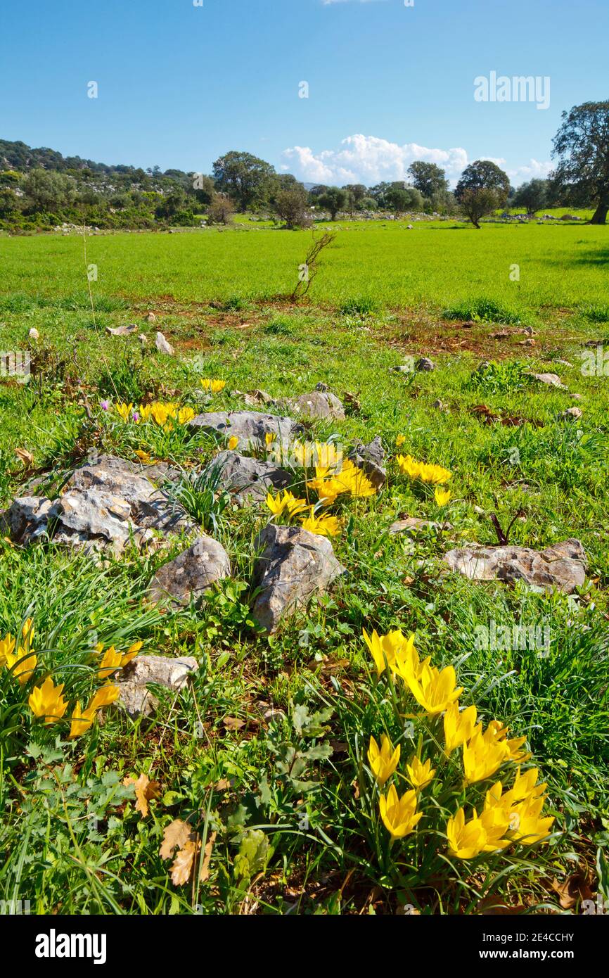 Herbstgold Fotos und Bildmaterial in hoher Auflösung Alamy