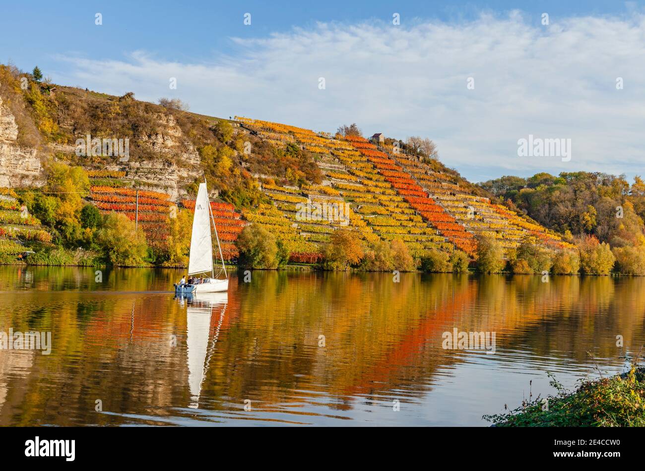 Segelboot auf dem Neckar im Herbst bei Lauffen, Baden-Württemberg Stockfoto