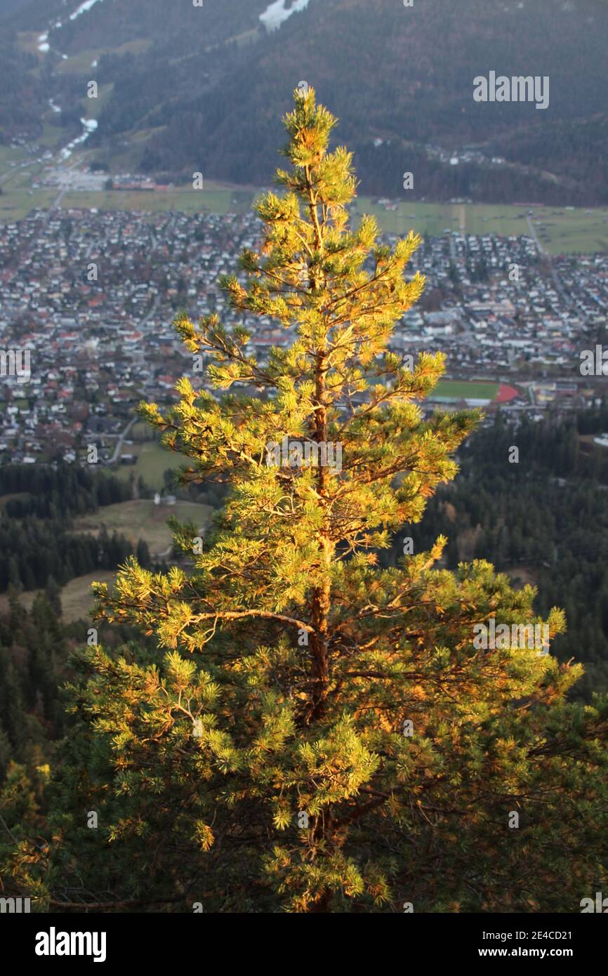 Blick vom Königsstand (1453m) nach Garmisch-Partenkirchen, Oberbayern, Bayern, Deutschland, Bayerische Alpen, Werdenfelser Land, Kiefer mit Garmisch im Hintergrund Stockfoto