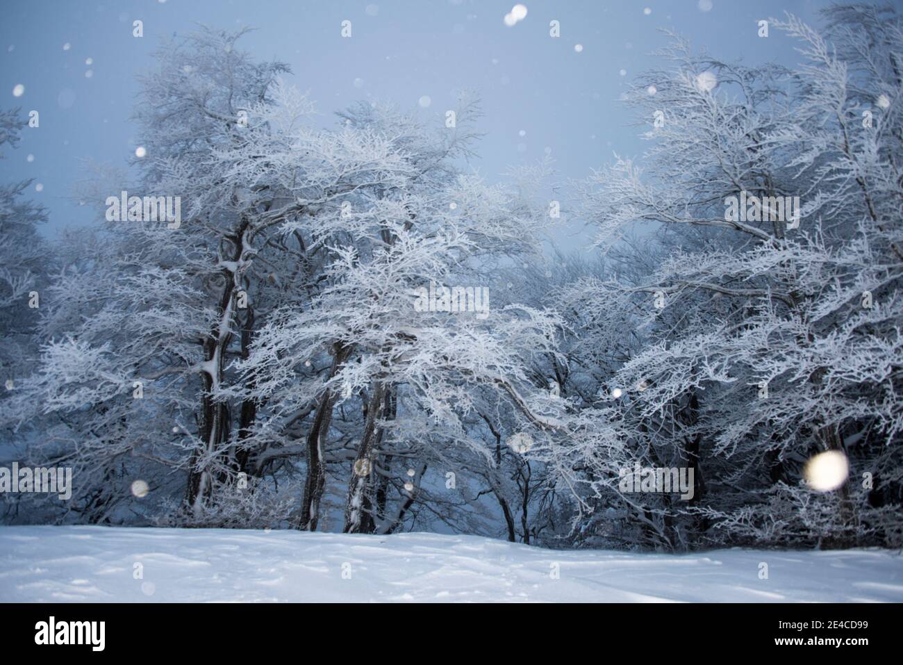 Dämmerung, Bäume im Schneefall Stockfoto