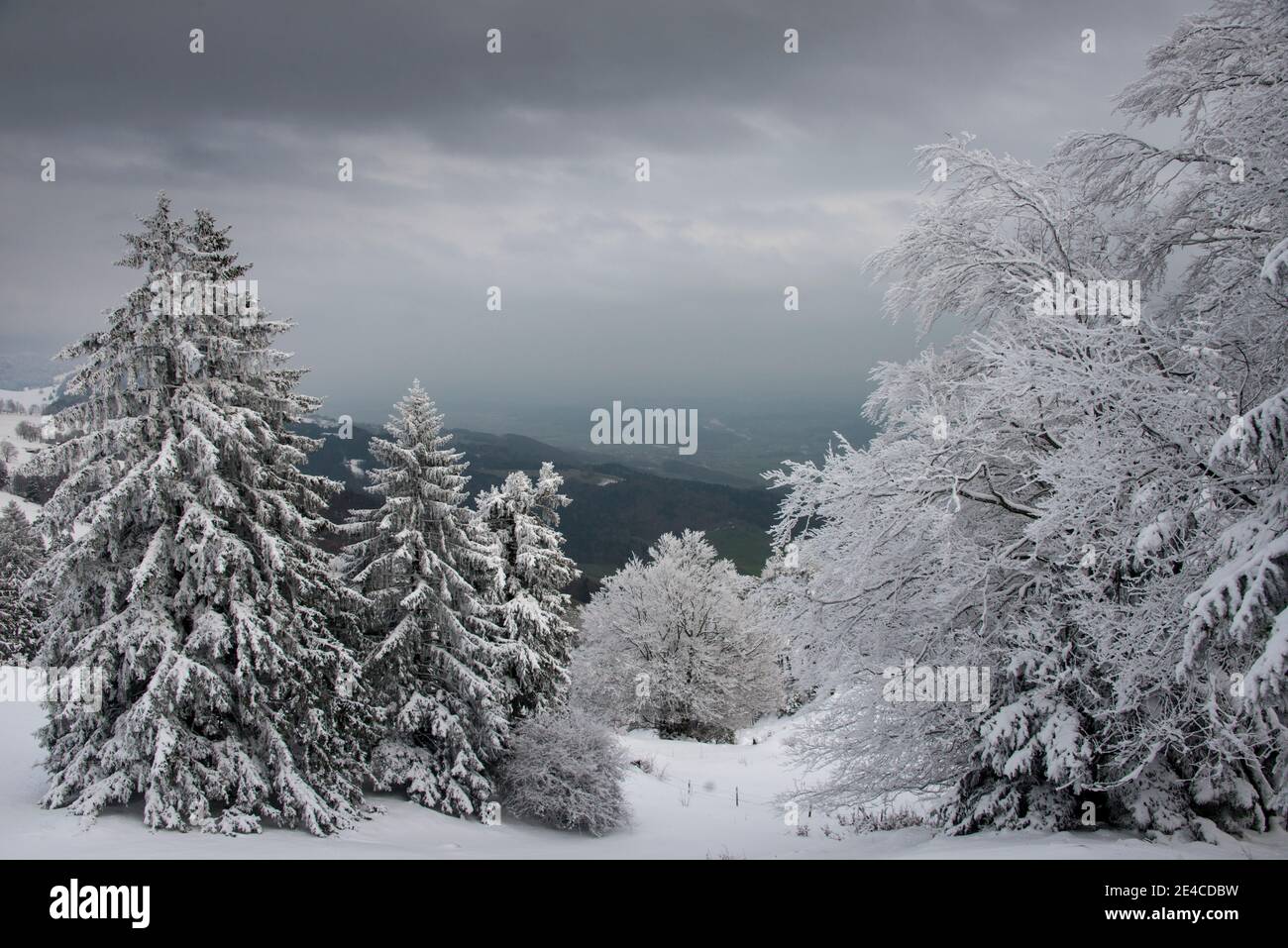 Winterlandschaft, frischer Schnee in den Bergen mit Wiesen und Bäumen Stockfoto