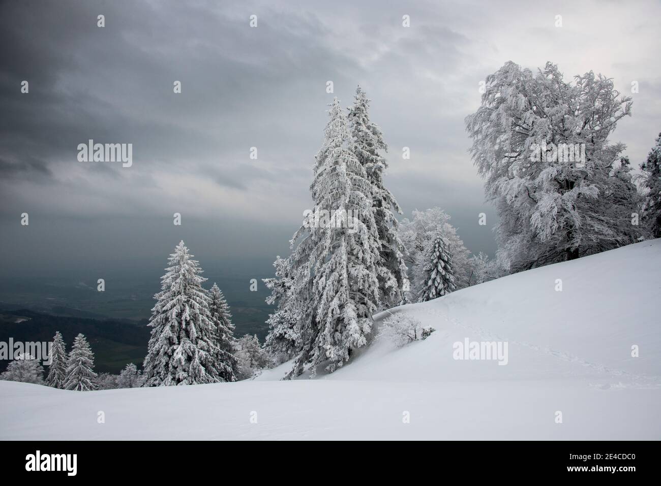 Winterlandschaft, frischer Schnee in den Bergen mit Wiesen und Bäumen Stockfoto