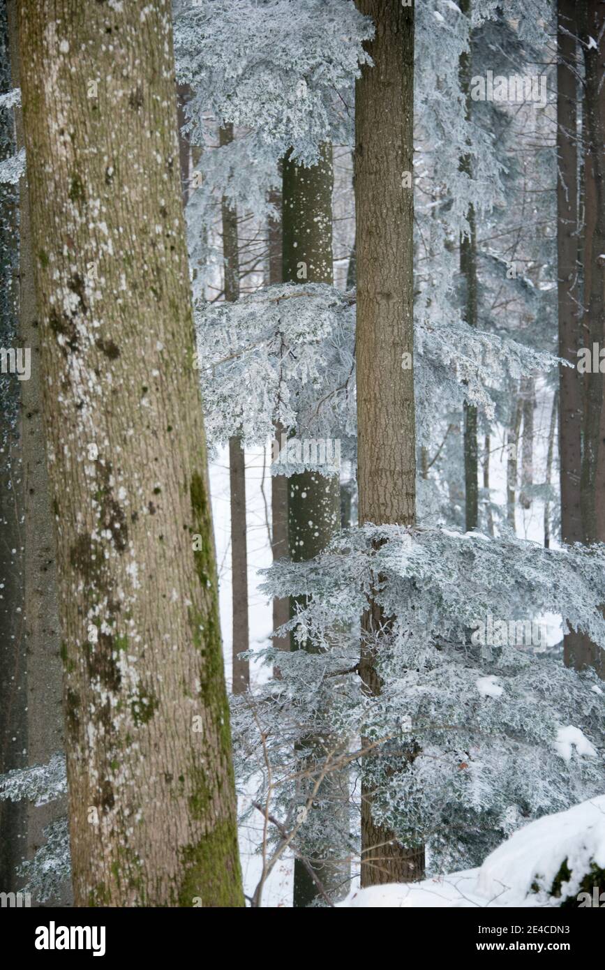Baumstämme im Winter mit Reif Stockfoto