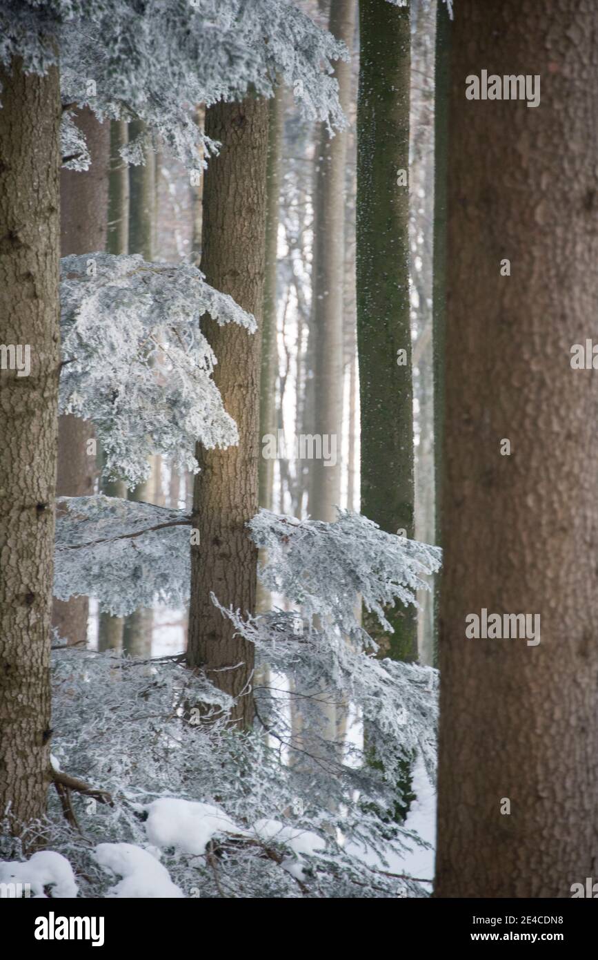 Baumstämme im Winter mit Reif Stockfoto