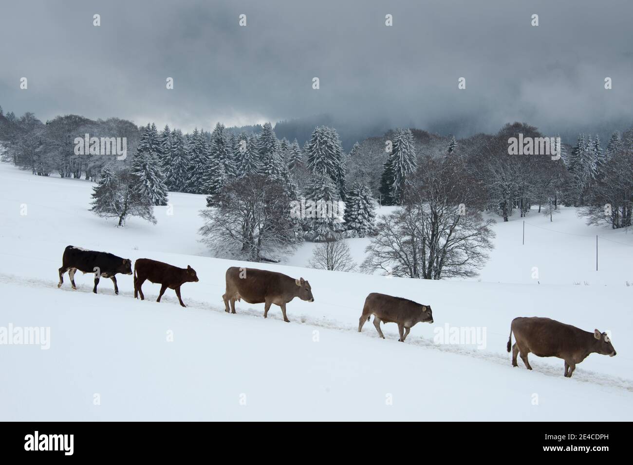 Kühe auf einer verschneiten Almwiese Stockfoto